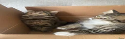 Mixed Breed cats for sale: Beautiful kittens - Advert 6