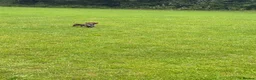 Dachshund dogs for stud: STUD ONLY (not for sale or rehome) - Advert 10
