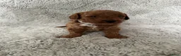 Cavapoo dogs for sale: Red curly cavapoo puppies  - Advert 6