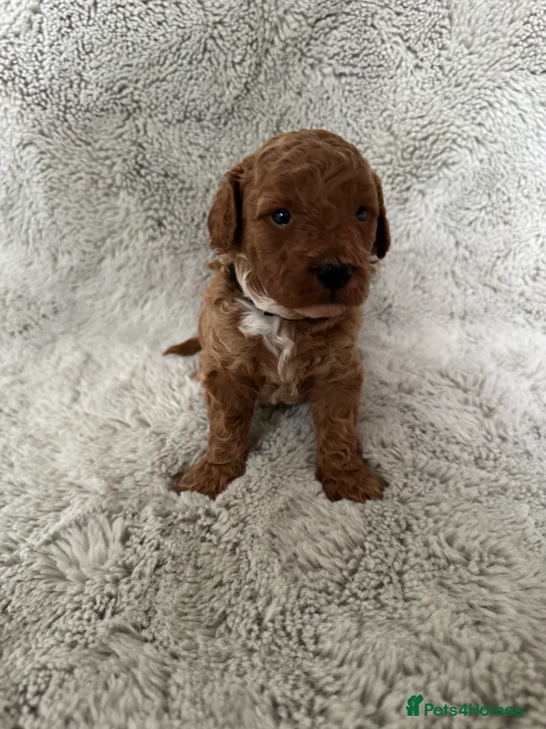 Cavapoo dogs for sale: Red curly cavapoo puppies  - Advert 6