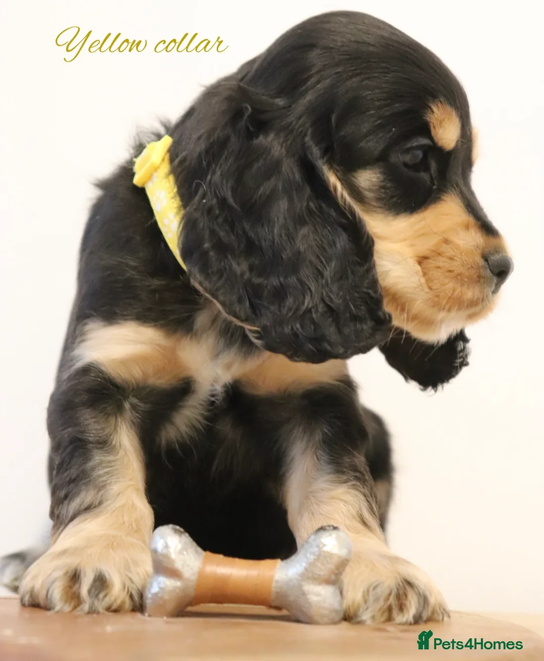 Cocker Spaniel dogs for sale: Two outstanding show cocker spaniels  - Advert 9