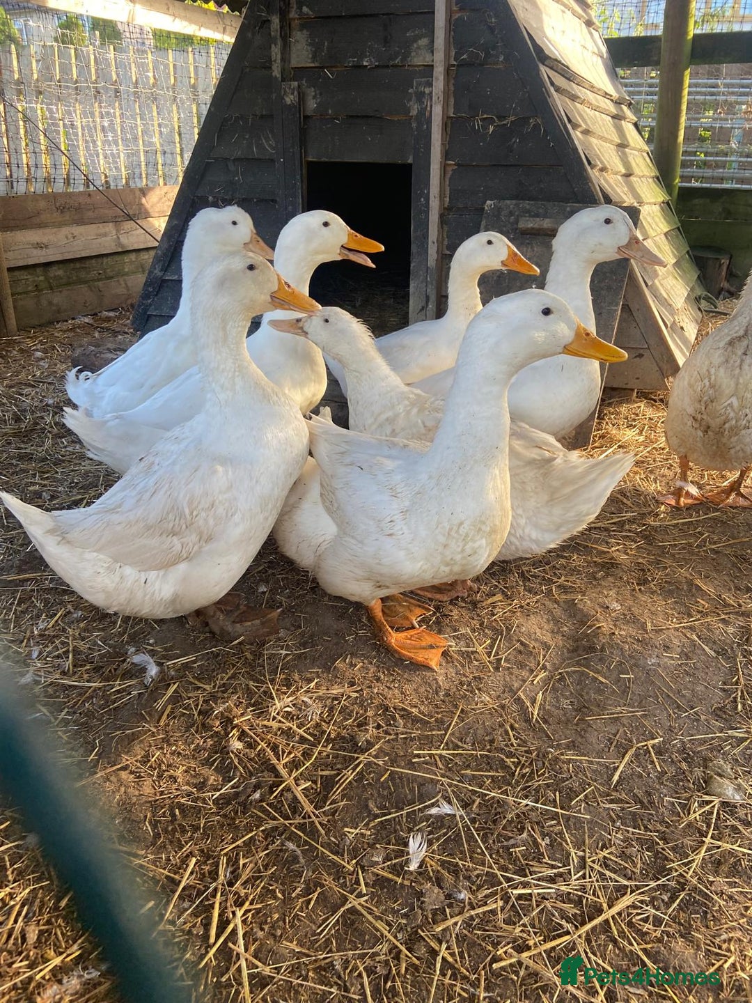Ducks poultry for sale: Beautiful free range male ducks very friendly  - Image 3