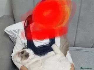 Ragdoll cats Boy kitten - Advert 1