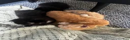 Mixed Breed cats for sale: Beautiful kittens - Advert 11
