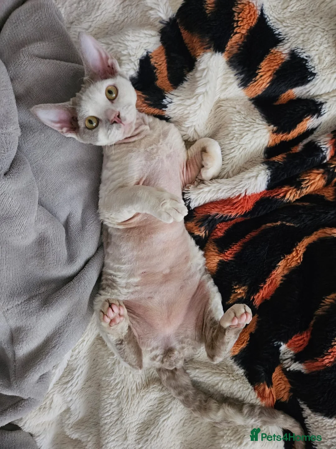 Devon Rex cats for sale: Devon Rex Male Young adult (Kitten) GCCF reg - Advert 6