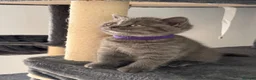 British Shorthair cats for sale: 🐾 5 Gorgeous Female British Shorthair Kittens 🐾 - Advert 23