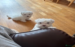 Bichon Frise dogs for sale:  bichon puppies for sale  - Image 3