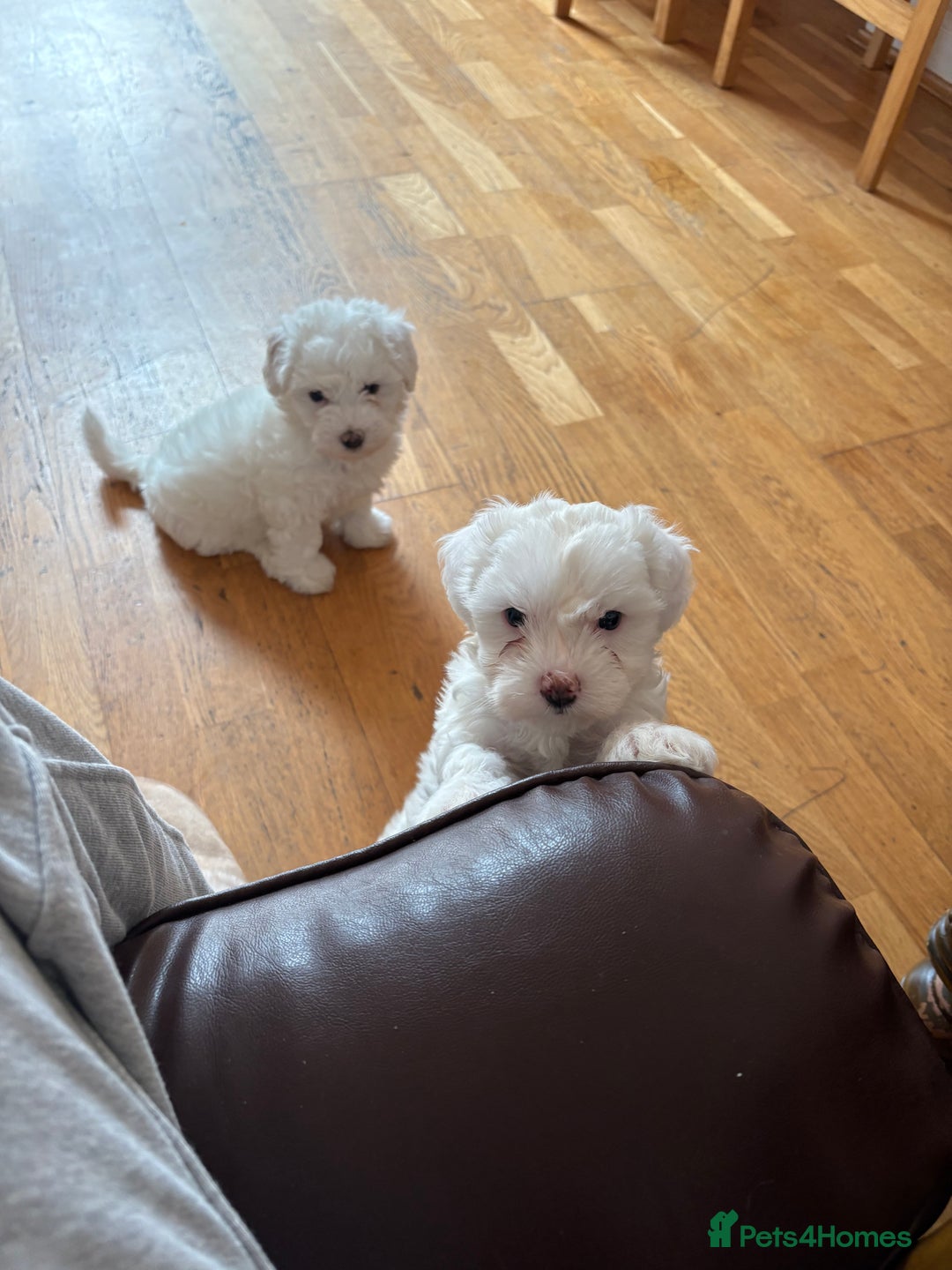 Bichon Frise dogs for sale:  bichon puppies for sale  - Image 3