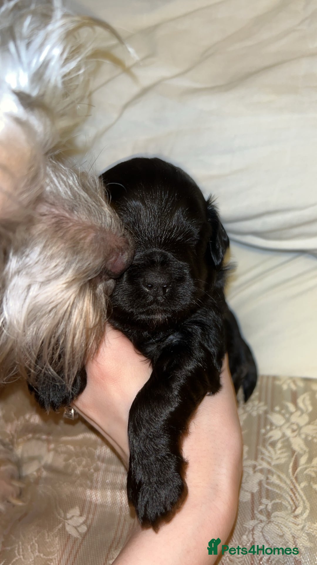 Yorkiepoo dogs for sale: Yorkiepoo Puppies - Image 9