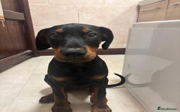 Dobermann dogs for sale: Female Doberman 14 weeks  - Image 6