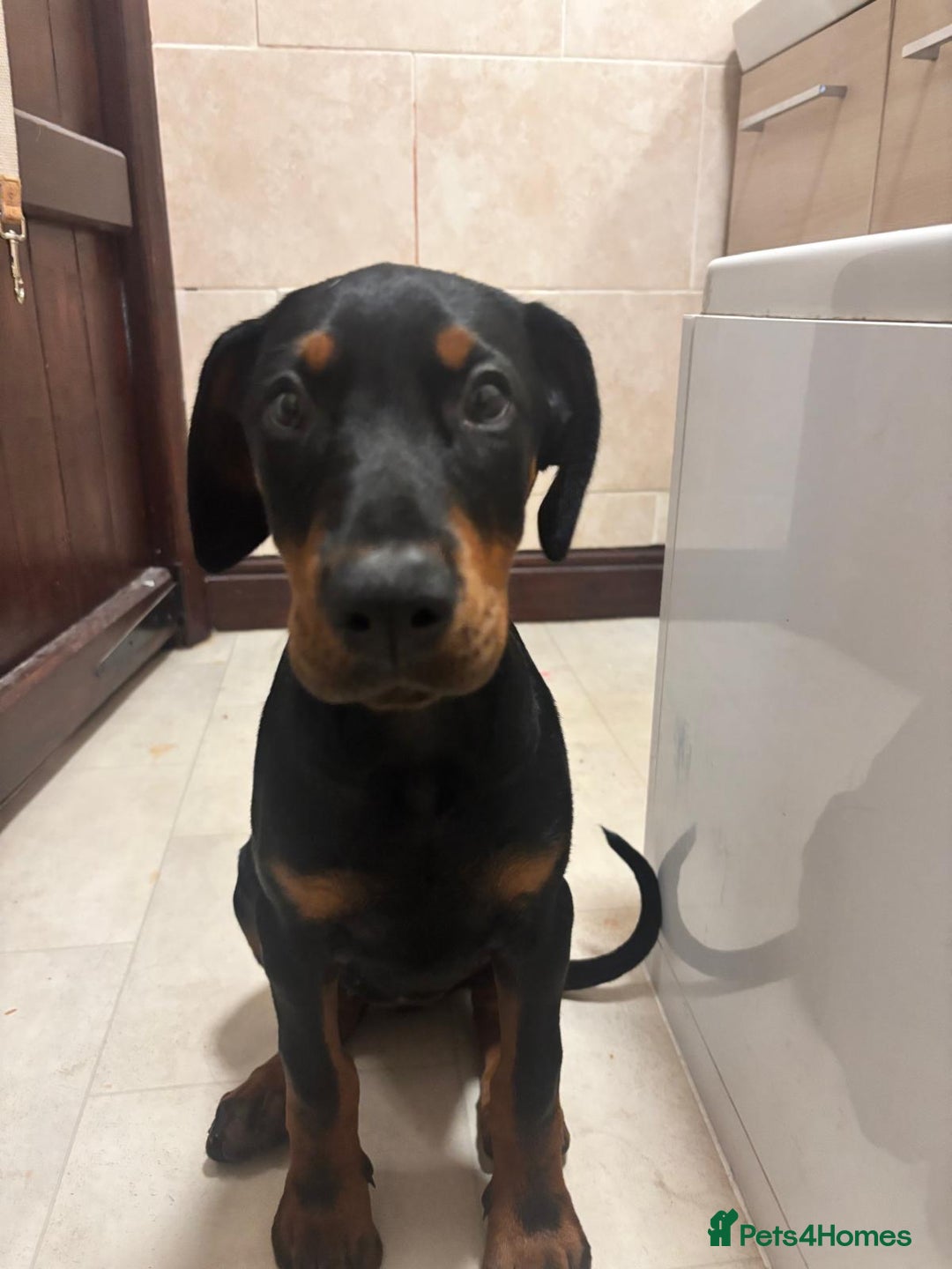 Dobermann dogs for sale: Female Doberman 14 weeks  - Image 6
