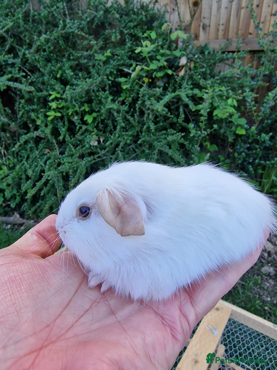 Guinea Pig rodents for sale: White 5 weeks  in Canterbury - Advert 2