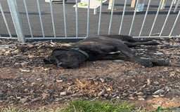 Mixed Breed dogs for sale: Max - Big softy needs a new home - Image 3