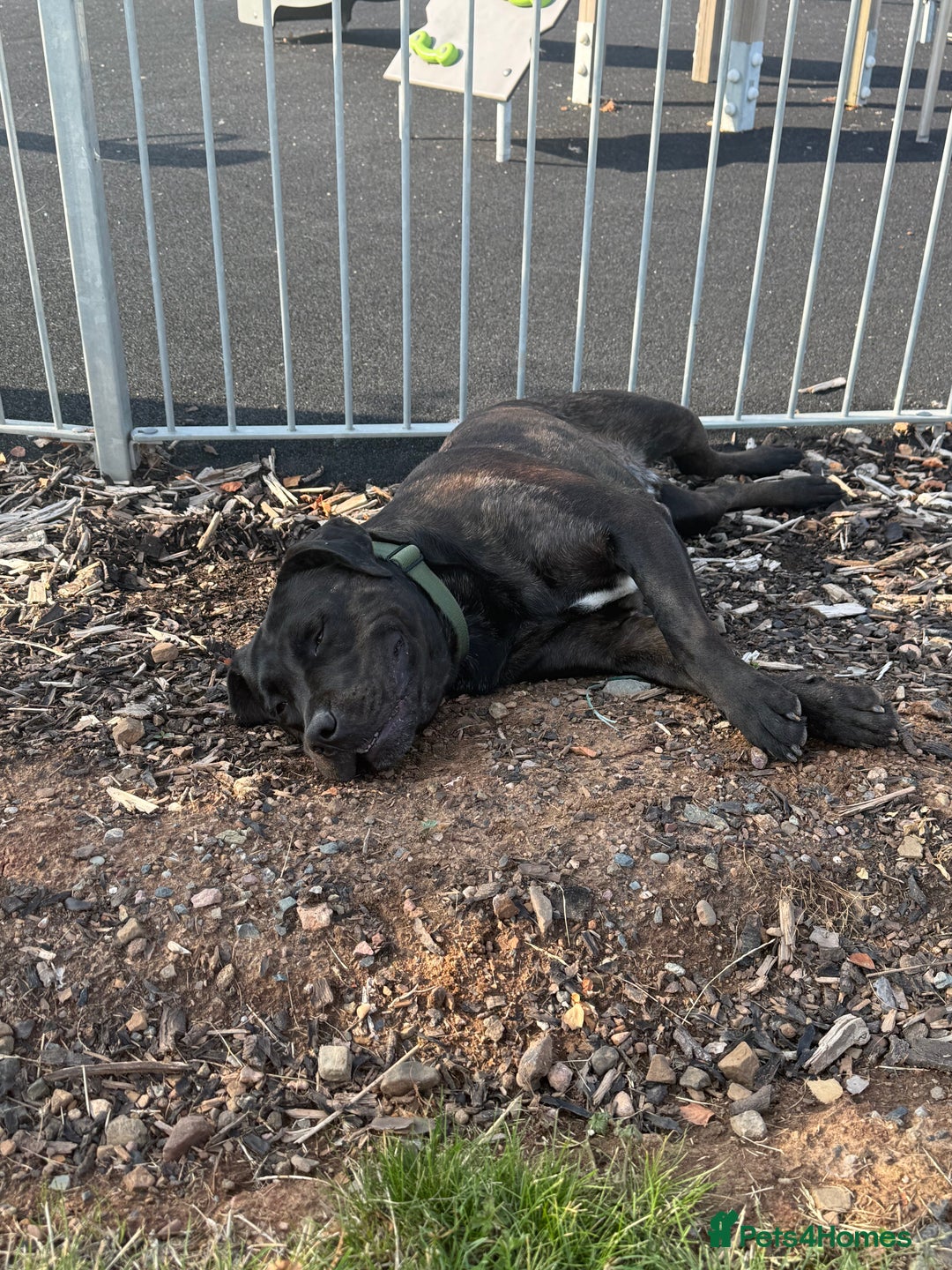 Mixed Breed dogs for sale: Max - Big softy needs a new home - Image 3