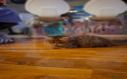 Persian cats for sale: Persian x british short hair  - Image 20