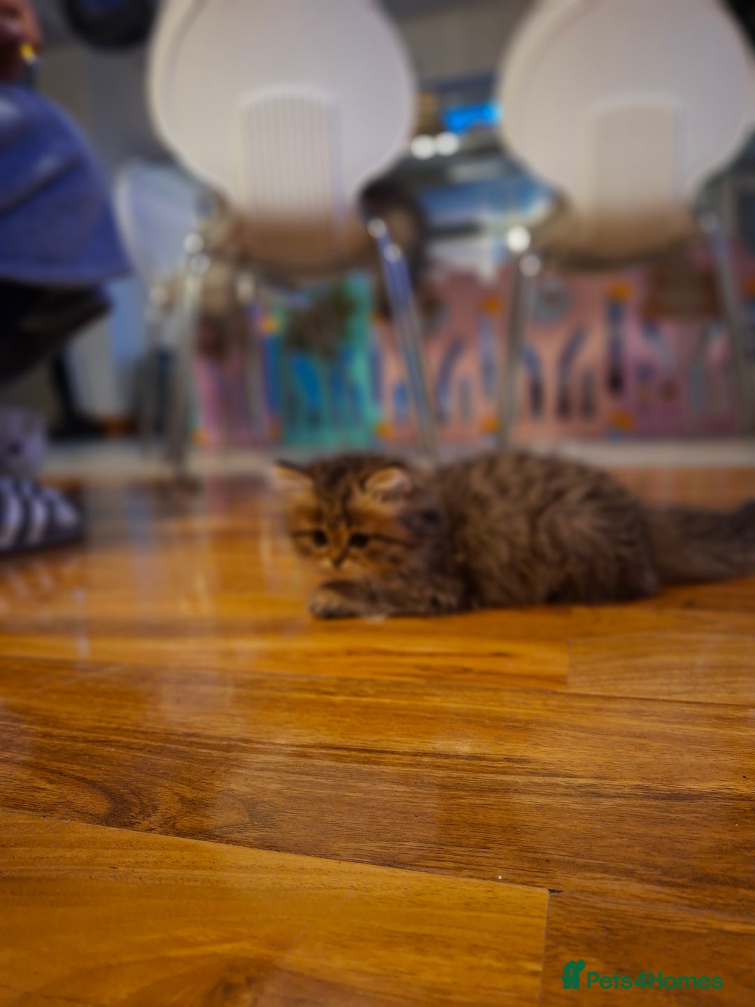 Persian cats for sale: Persian x british short hair  - Image 20