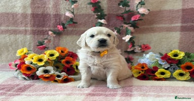 Golden Retriever dogs - Advert 12