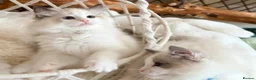 Ragdoll cats for sale: Show quality Ragdoll kittens from champion lines - Advert 11