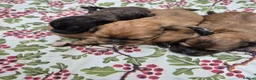 Shihpoo dogs for sale: Shihpoo Puppies - Advert 3