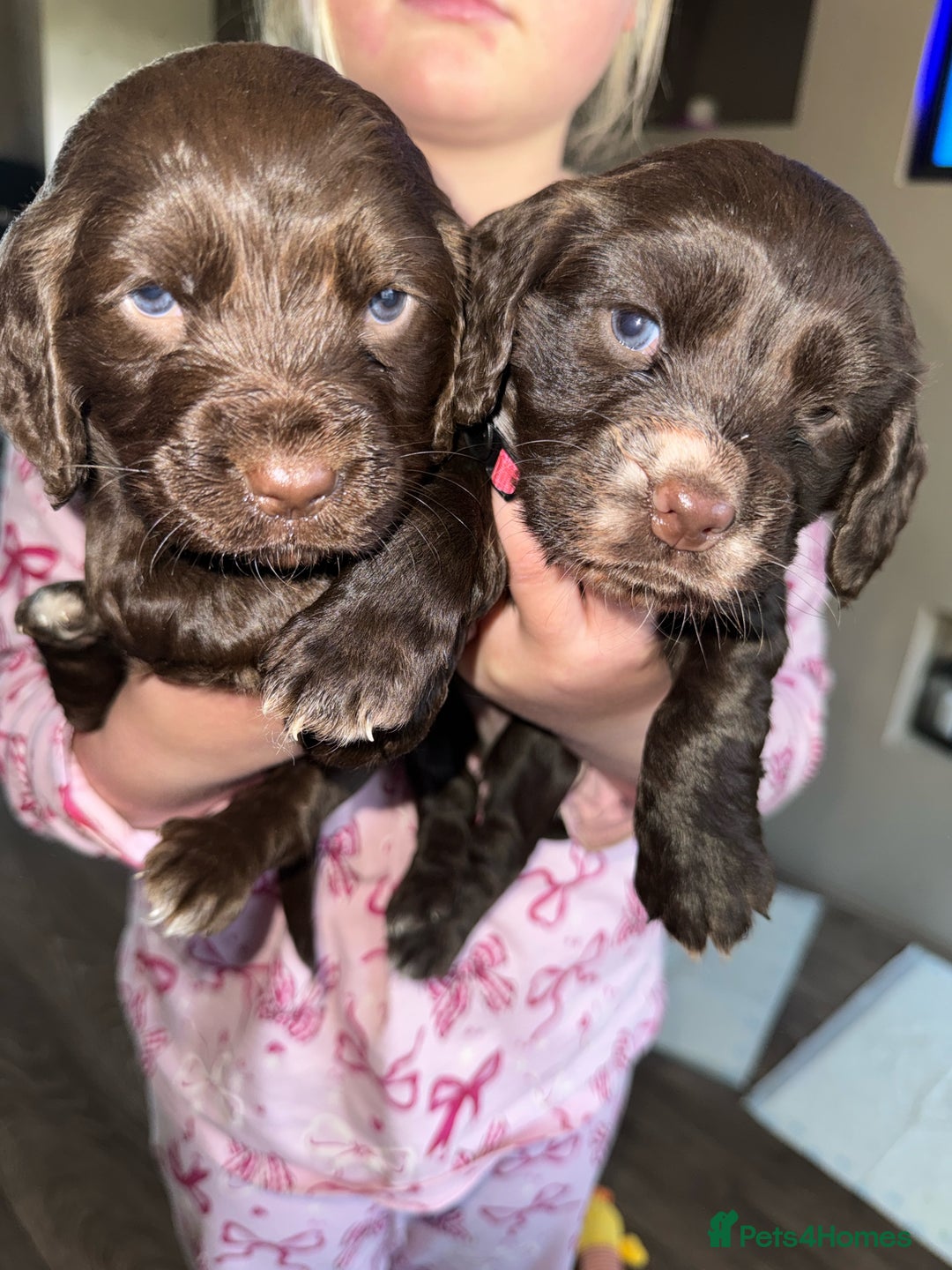 Cocker Spaniel dogs for sale: Cocker spaniel  - Image 4