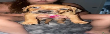 Mixed Breed 2
