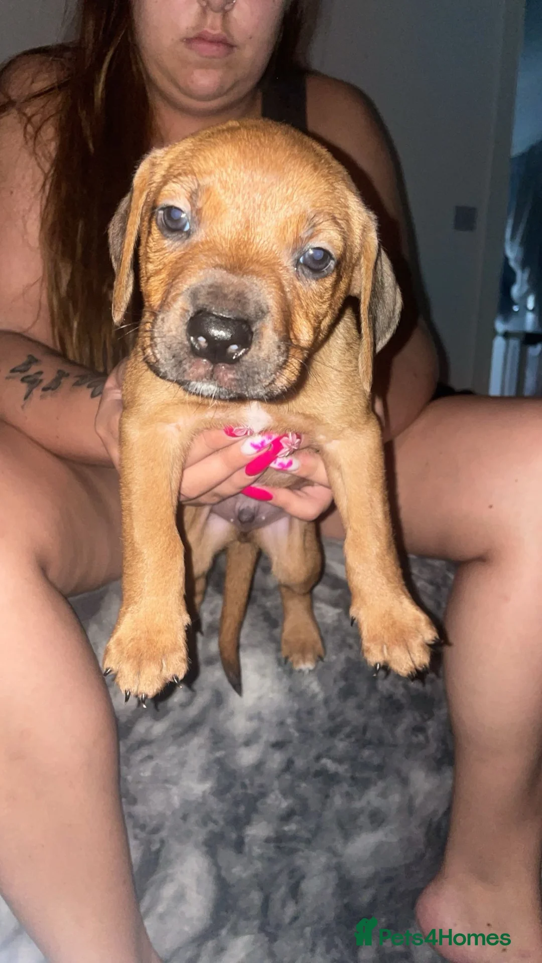 Mixed Breed dogs for sale: Male 1  in Nuneaton - Advert 2