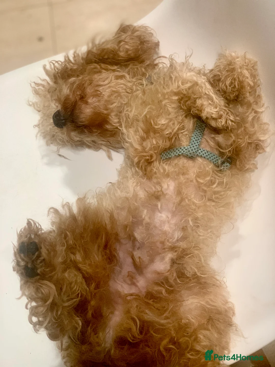 Toy Poodle dogs for stud: red toy poodle kc registered super small only 2 kg in Birmingham - Advert 2