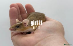Mouse rodents for sale: fancy mice - (please read the description).  - Image 11