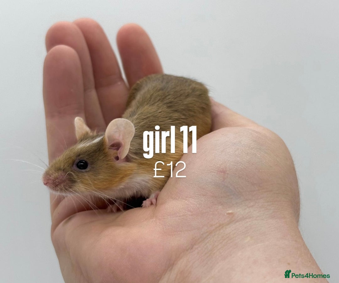 Mouse rodents for sale: fancy mice - (please read the description).  - Image 11