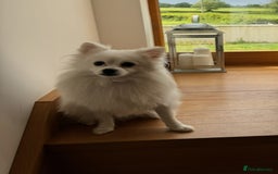 Pomeranian dogs for sale:  Rehoming Our Beloved Pomeranians - Image 4