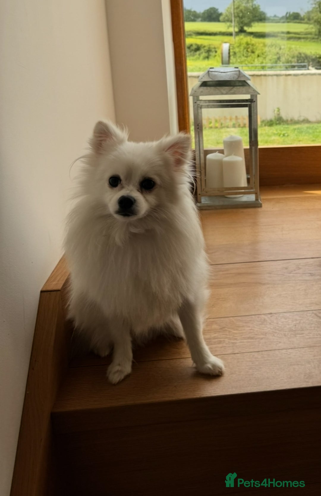 Pomeranian dogs for sale:  Rehoming Our Beloved Pomeranians - Image 4