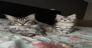 Maine Coon cats Maine coon girl - Advert 8