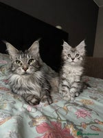 Maine Coon cats Maine coon girl - Advert 6