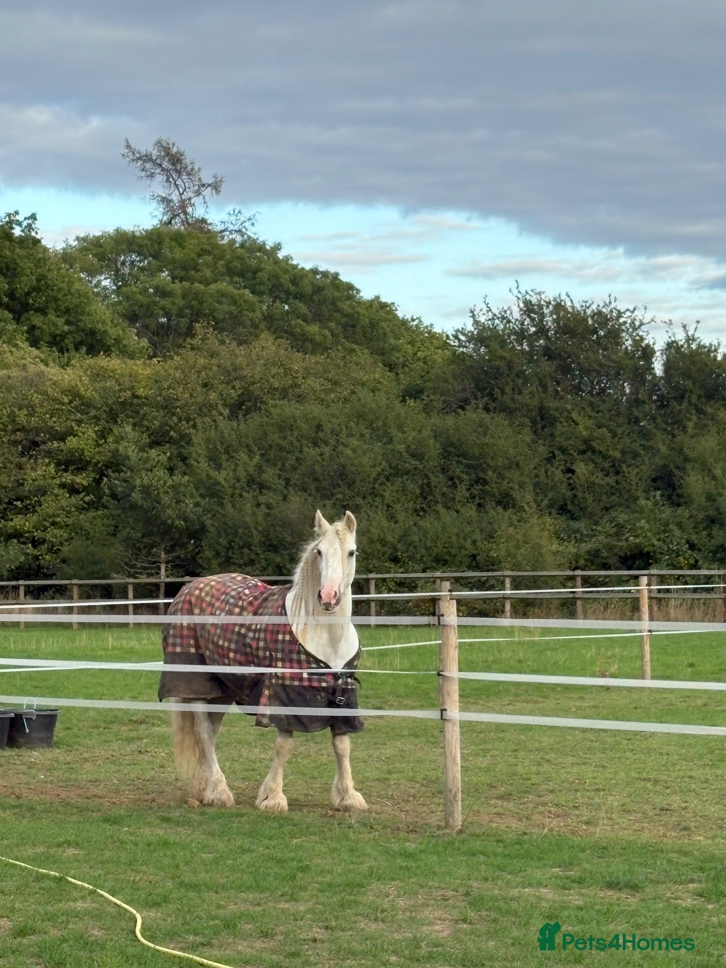 Irish Cob horses Annie Family Cob  - Advert 2