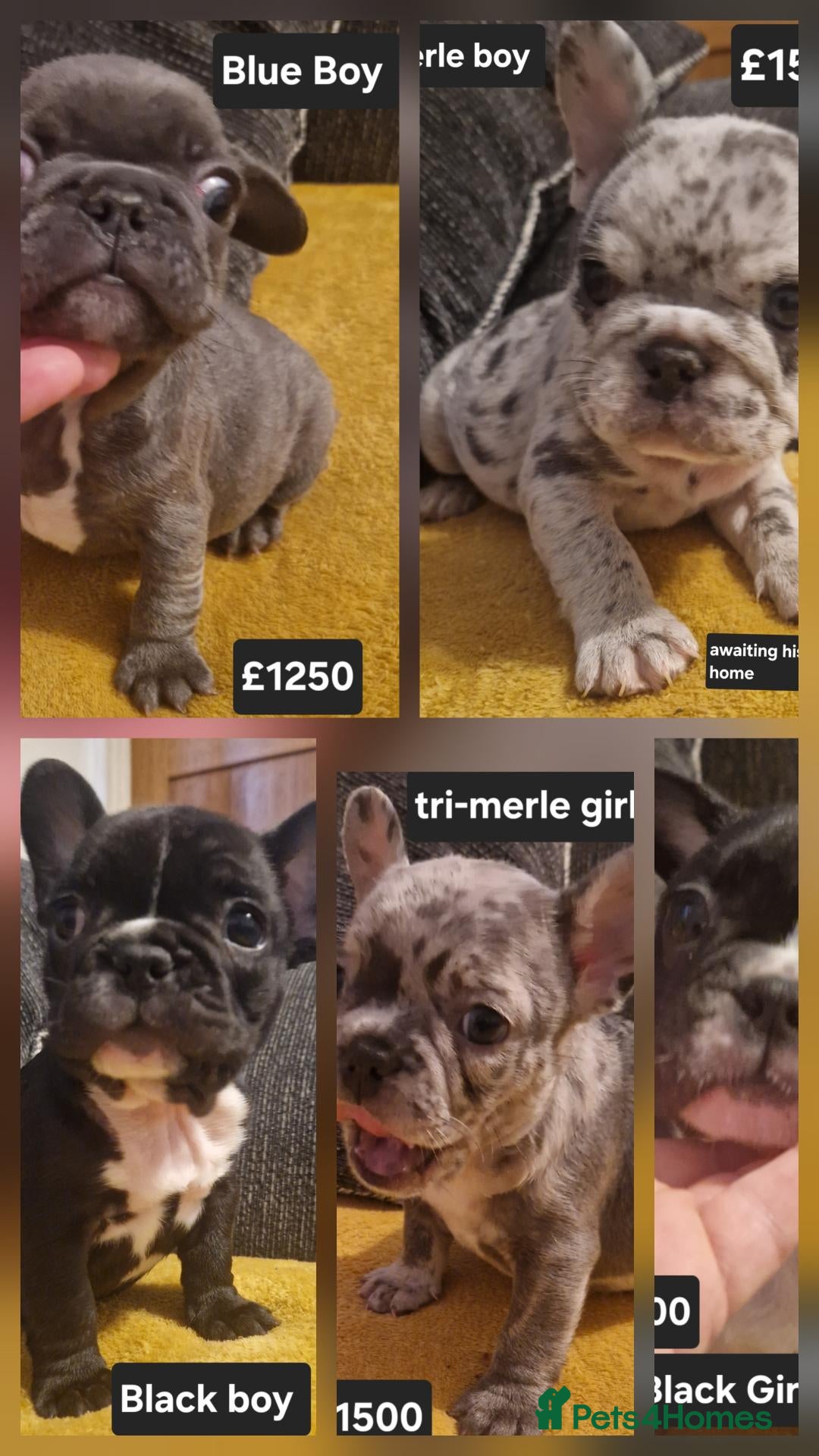 French Bulldog dogs for sale: PEDIGREE FRENCH BULLDOG PUPPIES. - Advert 14