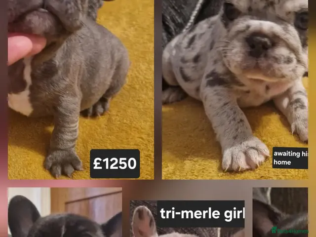 French Bulldog dogs for sale: PEDIGREE FRENCH BULLDOG PUPPIES. - Advert 14