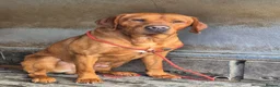 Labrador Retriever dogs for sale: Labrador  in Northallerton - Advert 3