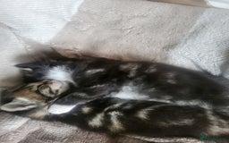 Mixed Breed cats for sale: 2 tabby boys looking for there forever home  - Image 3