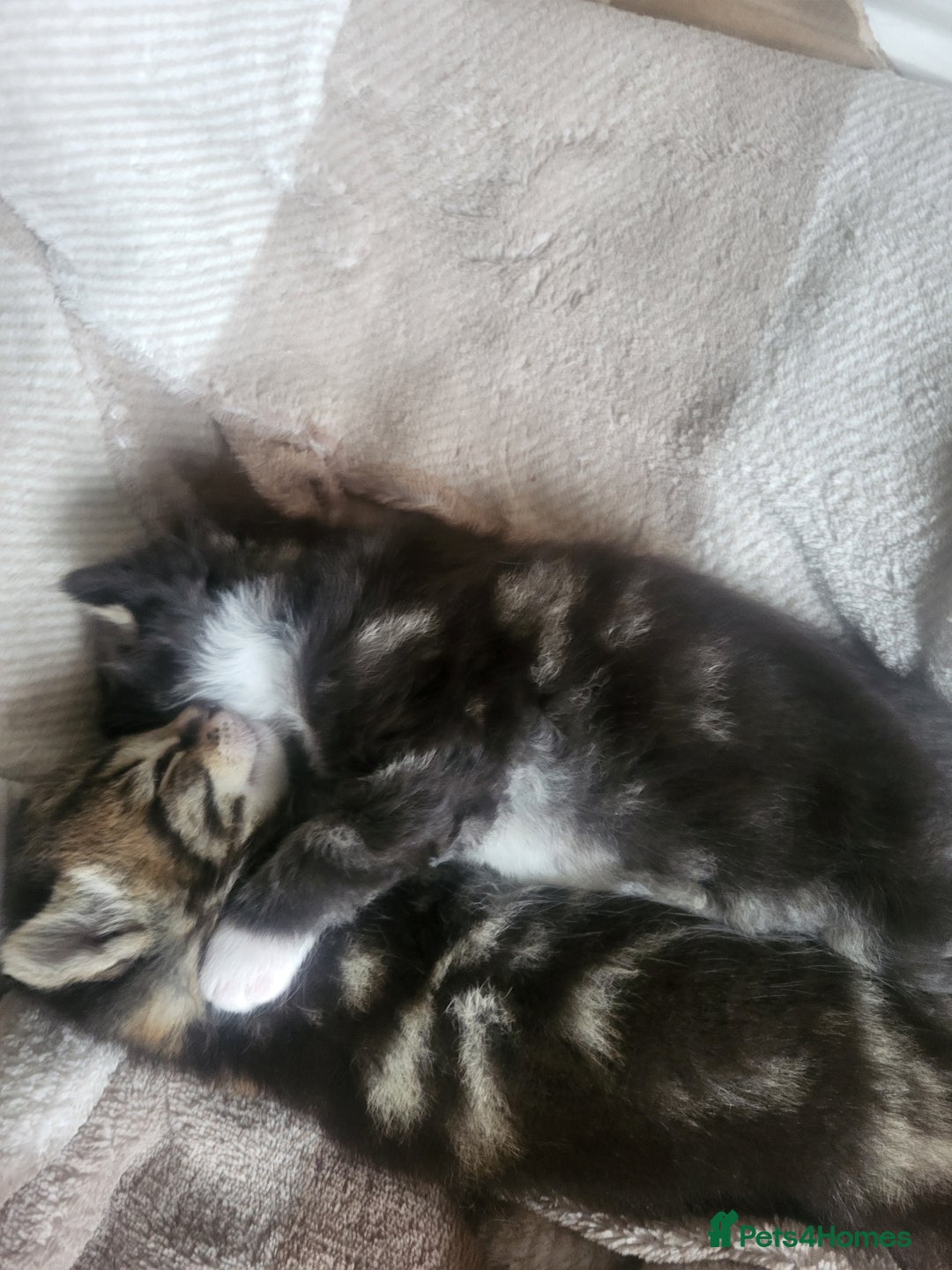 Mixed Breed cats for sale: 2 tabby boys looking for there forever home  - Image 3