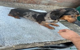 Dachshund dogs for sale: Miniature dachshund - Image 13