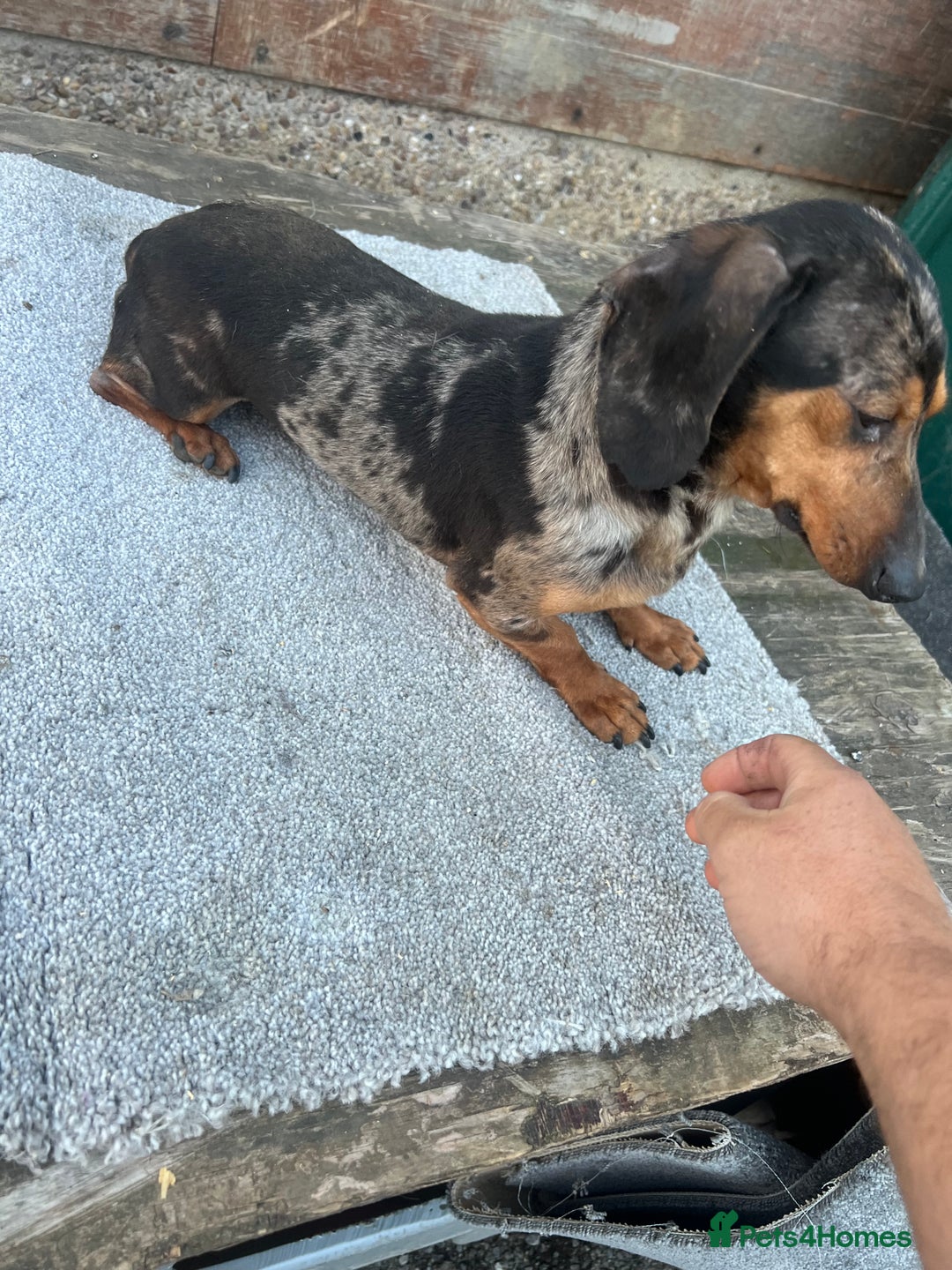 Dachshund dogs for sale: Miniature dachshund - Image 13