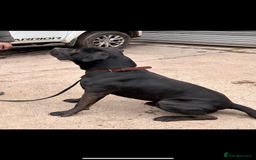 Presa Canario dogs for sale: 4yo Male Presa Canario - Image 2