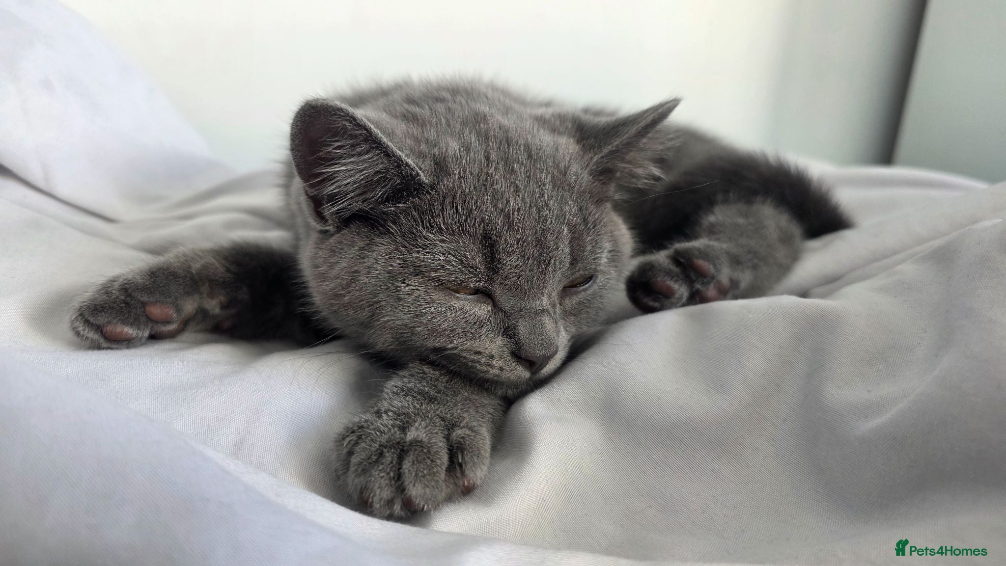 British Shorthair cats Pedigree Blue BSH short hair - Advert 1