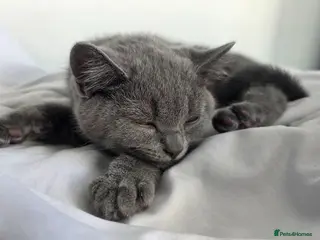 British Shorthair cats Pedigree Blue BSH short hair - Advert 2