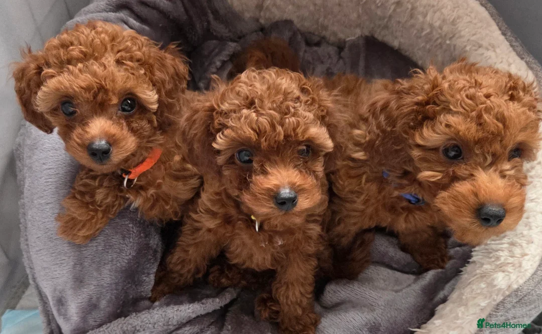 Mixed Breed dogs for sale: 2 left, Toy Poodle, Red.  - Advert 1