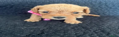 Cavapoo 5