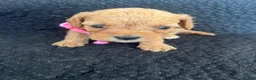 Cavapoo dogs for sale: 🧡💚 first generation cavapoo💚🧡 in Sunbury-on-Thames - Advert 5