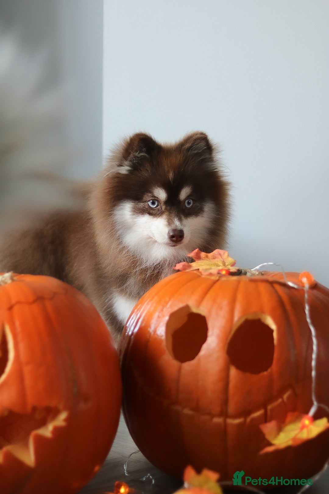 Pomsky dogs for sale: Red pomsky female  - Advert 3