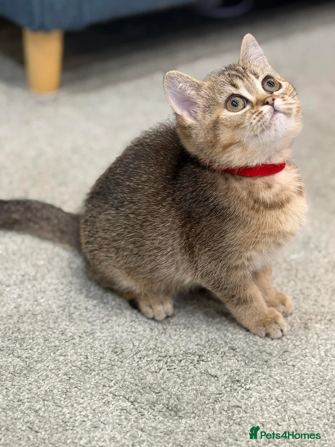 British Shorthair cats for sale: ⭐️1 LEFT Stunning BSH kittens GCCF registered ⭐️ - Advert 5