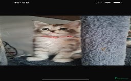 Maine Coon cats for sale: Stunning pedigree Mainecoon Kittens  - Image 6